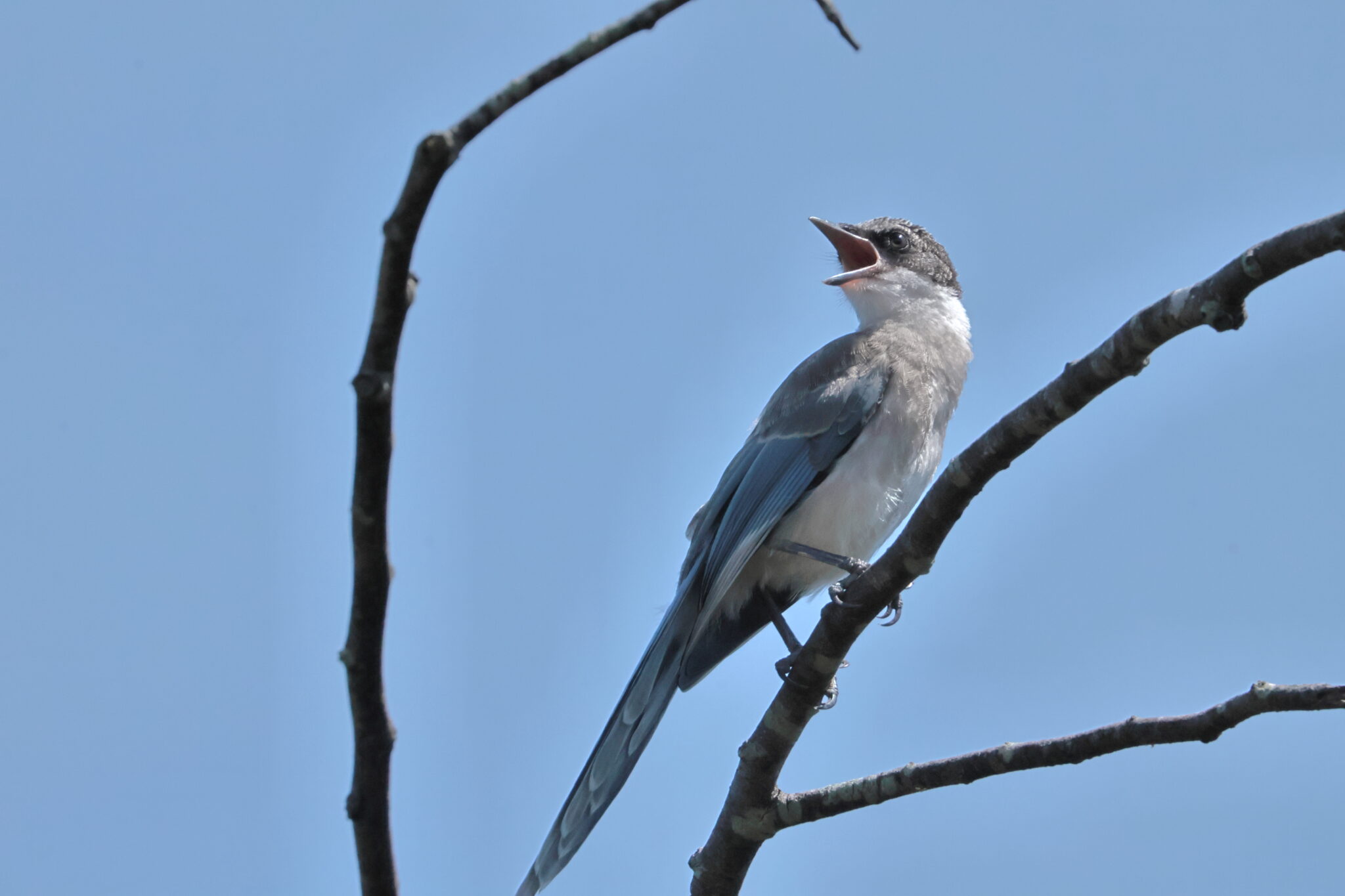 久々にオナガに会いました | みじかな野鳥たち